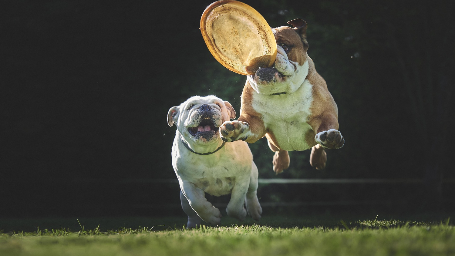Mascotas